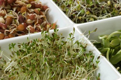 Sprouts_Mixed_iStock_000003414126XSmall